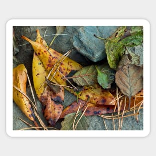 Irish Autumn Leaves Sticker